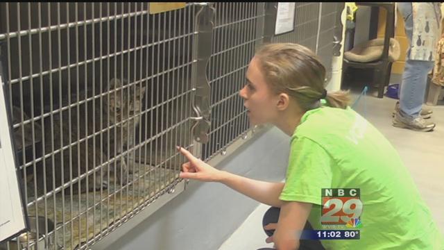 Over 100 Animals Adopted Saturday in CASPCA’s Clear the Shelter Campaign