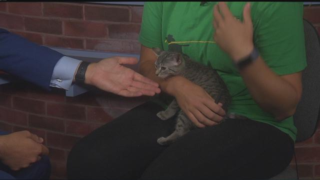 Bitty: SPCA Pet of the Week 08/21/2019