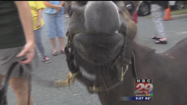 Mini Horse Makes Surprise Visit to The Center