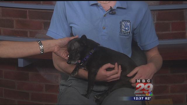 Piglet: SPCA Pet of the Week 08/28/2019