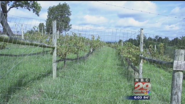 Barboursville Vineyard Owner Hopes to Bounce Back from 2018 Setback