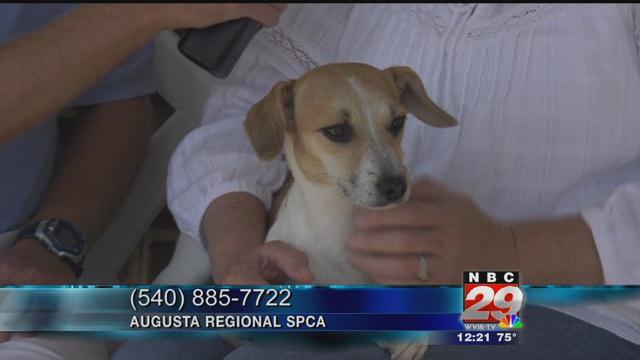 Cindy Lou: SPCA Pet of the Week 09/05/2019