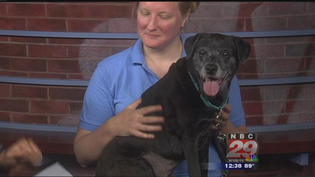 Gumdrop: SPCA Pet of the Week 9/11/2019