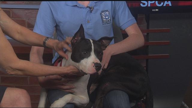 Maya: SPCA Pet of the Week 9/18/2019