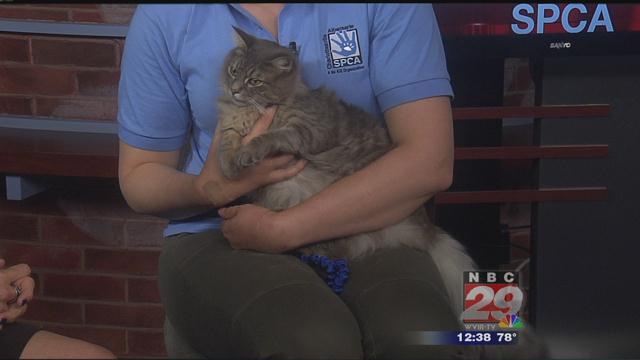 Moondrop: CASPCA's Featured Pet of the Week 09/25/2019