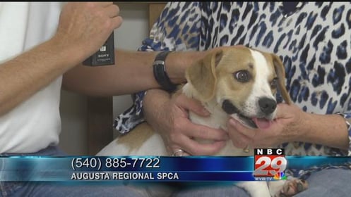 Thor: SPCA Pet of the Week 10/03/2019