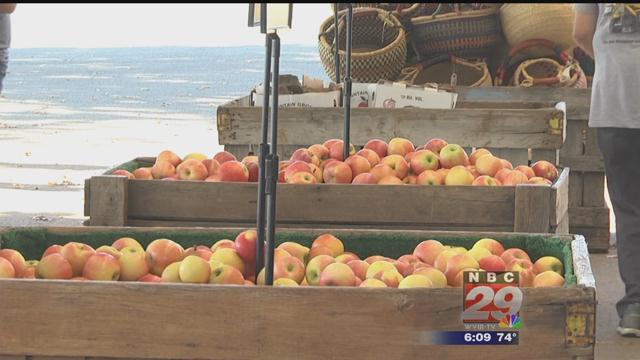 Weather & Dwindling Bee Population Play a Factor in Light Harvest for Carter Mountain Orchard
