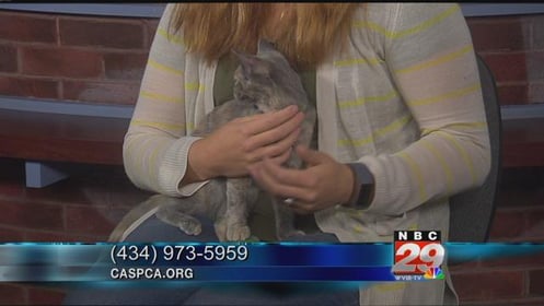 Parsnip: SPCA Pet of the Week 10/09/2019