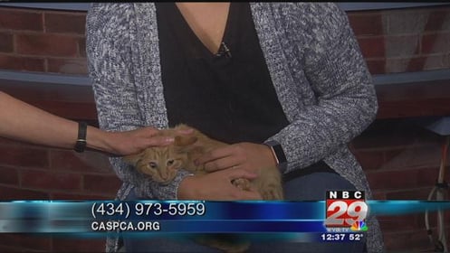 Fausso: CASPCA Pet of the Week 10/16/2019
