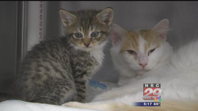 Albemarle-Charlottesville SPCA Take in 'Full House' Cat Family