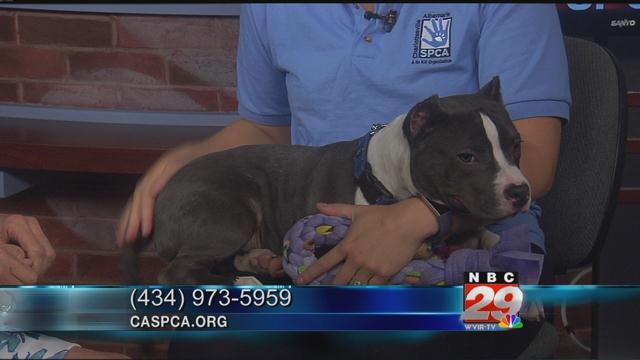 Wilbur: CASPCA Pet of the Week 10/23/2019