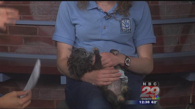 Rain: CASPCA Pet of the Week 10/30/2019