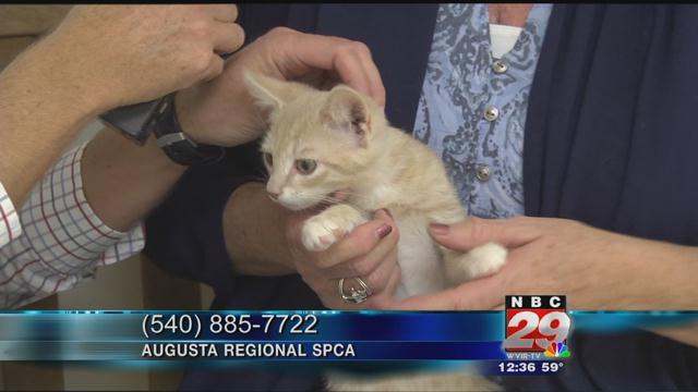 Binx: SPCA Pet of the Week 11/06/2019