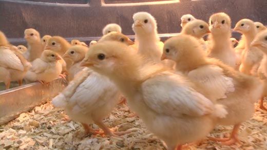 Chicks for Sale at Southern States WVIR NBC29 Charlottesville News