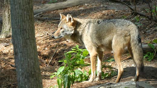 Coyotes a Growing Nuisance for VA Farmers - WVIR NBC29 Charlottesville ...