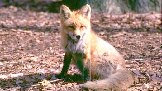 Police: Distemper Outbreak Discovered in Waynesboro's Fox Population ...