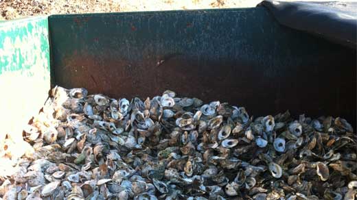 Virginia Oyster Shell Recycling Program Expanding - WVIR NBC29 ...