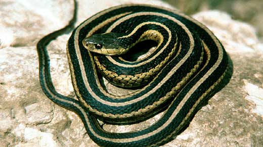 Virginia General Assembly Approves New State Snake - WVIR NBC29 ...